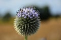 Thistle Flower and Pollinating Bee