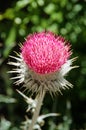 Pink Thistle Flower