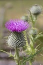 Thistle - Flower of Scotland