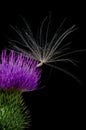 Thistle Flower with Seed. Royalty Free Stock Photo