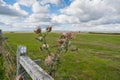 Thistle flower while seeding. Symbol of Scotland Royalty Free Stock Photo