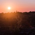 Thistle flower silhouette by sunset