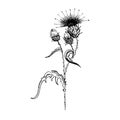 Thistle flower sketch. Hand-drawn black flowers of thistle with leaves, isolated on white background. Vector
