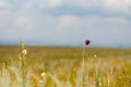 Thistle flower on summer sunny day Royalty Free Stock Photo