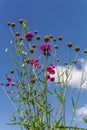 thistle flower under blue sky Royalty Free Stock Photo