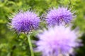 Thistle flowers Royalty Free Stock Photo