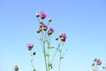 Thistle flowers against the blue sky. Wild field plants close-up. Royalty Free Stock Photo