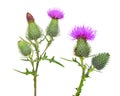 Thistle flowers Carduus crispus