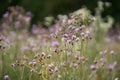 Thistle flowers closeup Royalty Free Stock Photo