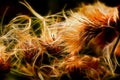 Thistle flowers Royalty Free Stock Photo