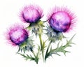 Thistle flowers over white background in a vivid watercolor style.