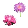 Thistle flowers, Pink Daisy, Illustration isolated Royalty Free Stock Photo