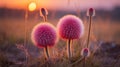 Thistle flowers standing tall against a soft sunset sky in the wild Royalty Free Stock Photo