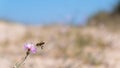 Thistle and flying bee with blurry yellow sand