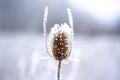 Thistle with frozen leaves covered with frost. Plants under the snow, frosty day. Beautiful thistle with orange dry