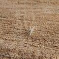 The thistle fruit is a small achene with a tuft on a wooden background in macro photography