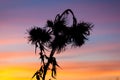 Thistle grass over sunset sky Royalty Free Stock Photo