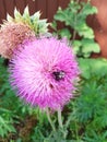 Thistle growth grows in nature. Royalty Free Stock Photo