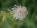 Thistle In A Gust of Wind