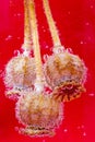 Thistle Heads Against a Red Background