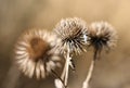 Thistle Royalty Free Stock Photo