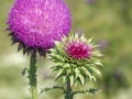 Thistle inflorescence close-up. Spiny plant stems