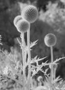 Thistle in Infrared Light