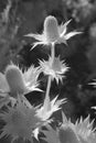 Thistle in Infrared Light Royalty Free Stock Photo