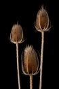 Thistle isolated dry autumn flower