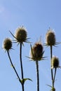 Thistle isolated over blue sky background Royalty Free Stock Photo