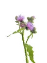 Thistle isolated on white