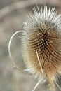 Thistle Isolated in Winter