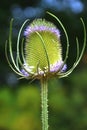 Teasel plant is laced with small purple flowers