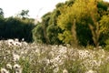 Thistle in a meadow lit by the evening sun Royalty Free Stock Photo