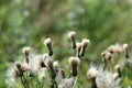 Thistle in a meadow lit by the evening sun Royalty Free Stock Photo
