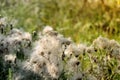 Thistle in a meadow lit by the evening sun Royalty Free Stock Photo
