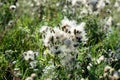 Thistle in a meadow lit by the evening sun Royalty Free Stock Photo