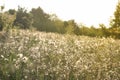 Thistle in a meadow lit by the evening sun Royalty Free Stock Photo