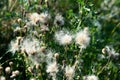 Thistle in a meadow lit by the evening sun Royalty Free Stock Photo