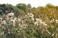Thistle in a meadow lit by the evening sun Royalty Free Stock Photo