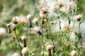 Thistle in a meadow lit by the evening sun Royalty Free Stock Photo