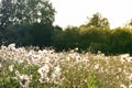Thistle in a meadow lit by the evening sun Royalty Free Stock Photo