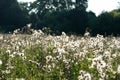 Thistle in a meadow lit by the evening sun Royalty Free Stock Photo