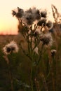 Thistle in a meadow at sunset