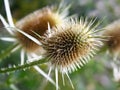 Thistle in nature