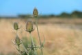Thistle in nature Royalty Free Stock Photo