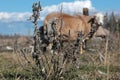 Thistle in Pasture