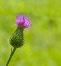 Thistle Royalty Free Stock Photo