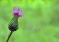Thistle Royalty Free Stock Photo