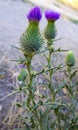 Thistle. pink milk thistle flower in bloom in spring. Field with Royalty Free Stock Photo